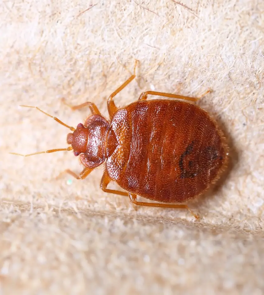 bed-bugs-pest-management