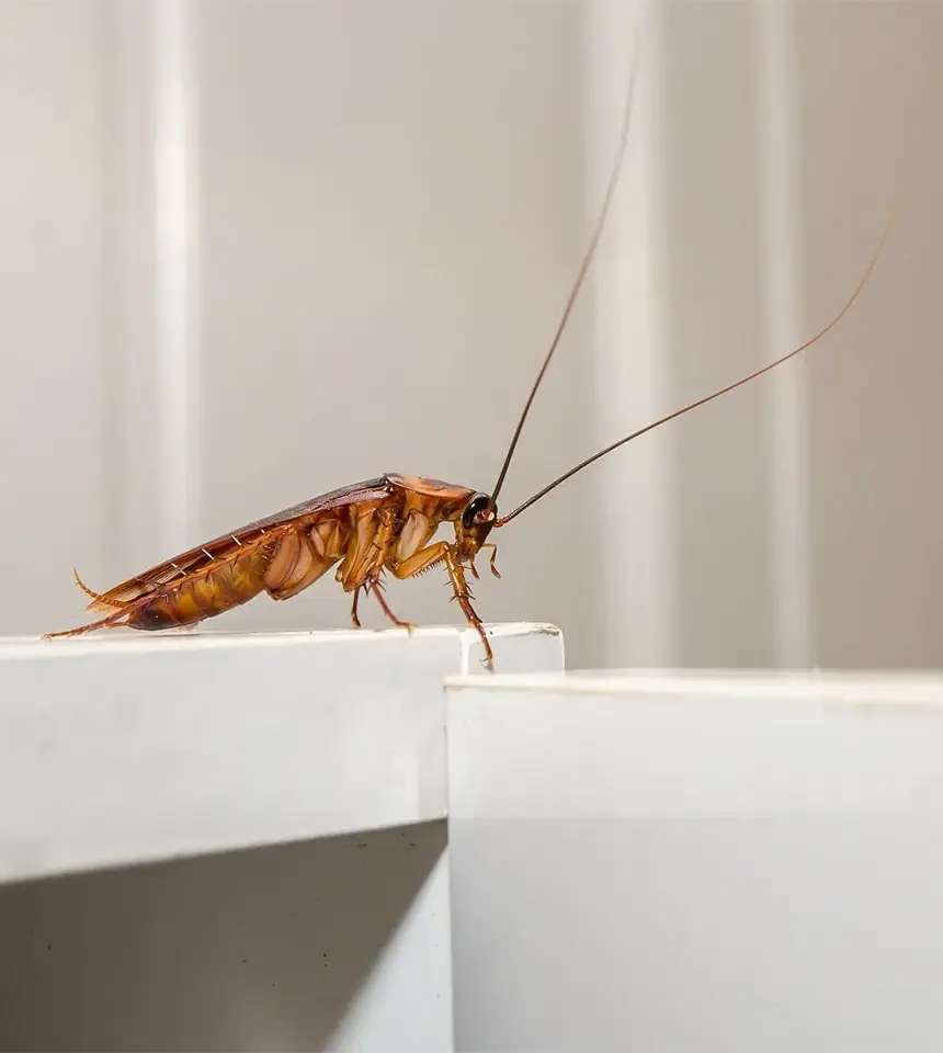 Cockroach Control and Treatment