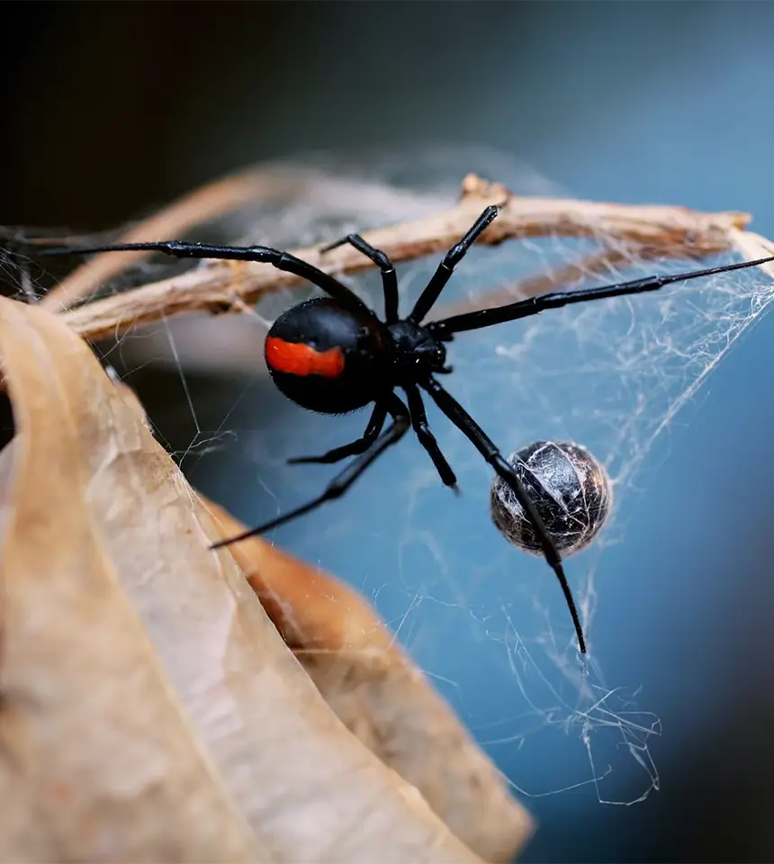 Spider Control Bribie Island