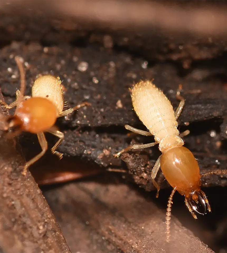 commercial pest management