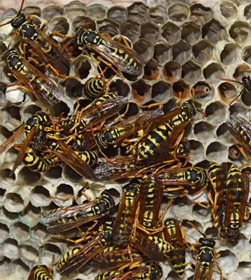 wasp-pest-management