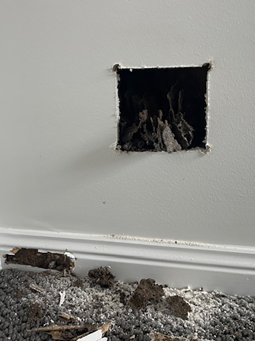 termite inspections bribie island